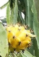 Zaden Hylocereus megalanthus (Drakenfruit 'geel'), Ophalen of Verzenden, Zaad