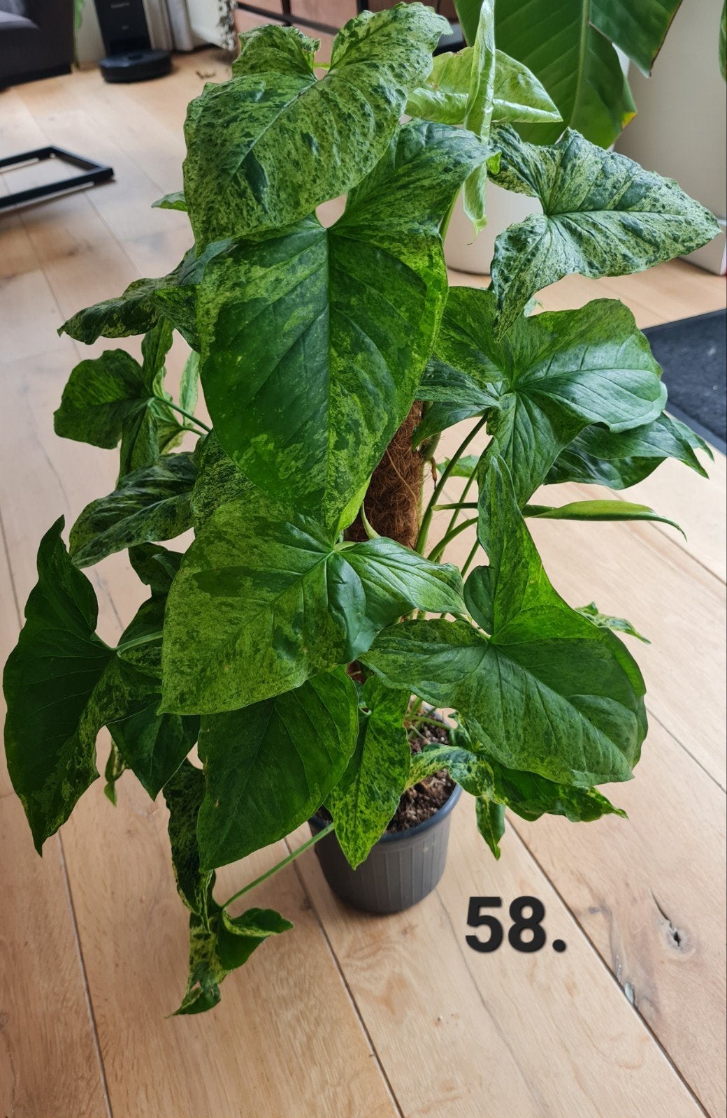 Syngonium mottled mojito, hoge kamerplant, 70 cm, Ophalen of Verzenden, Halfschaduw, Minder dan 100 cm