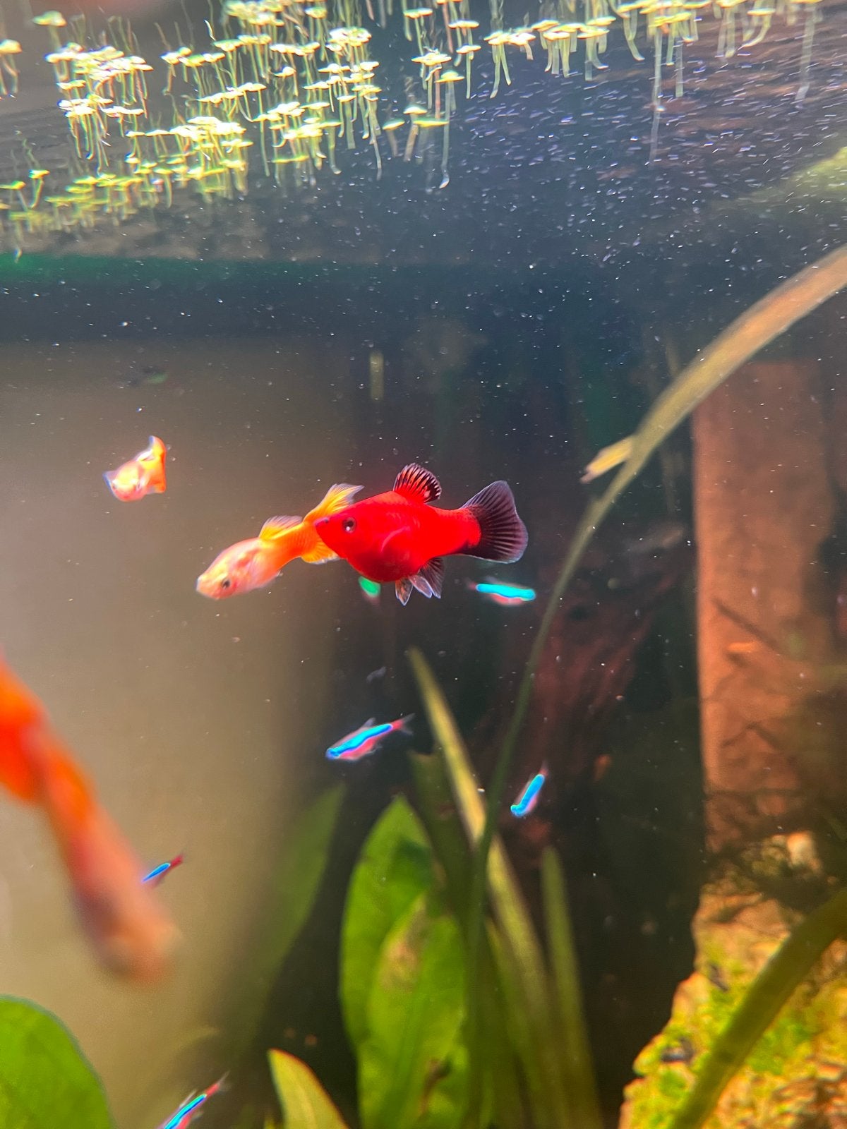 Platy vis rood, Vis, Zoetwatervis, Schoolvis