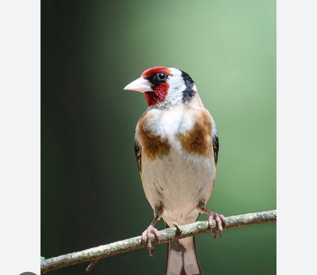 1, Mannelijk, Wildzangvogel