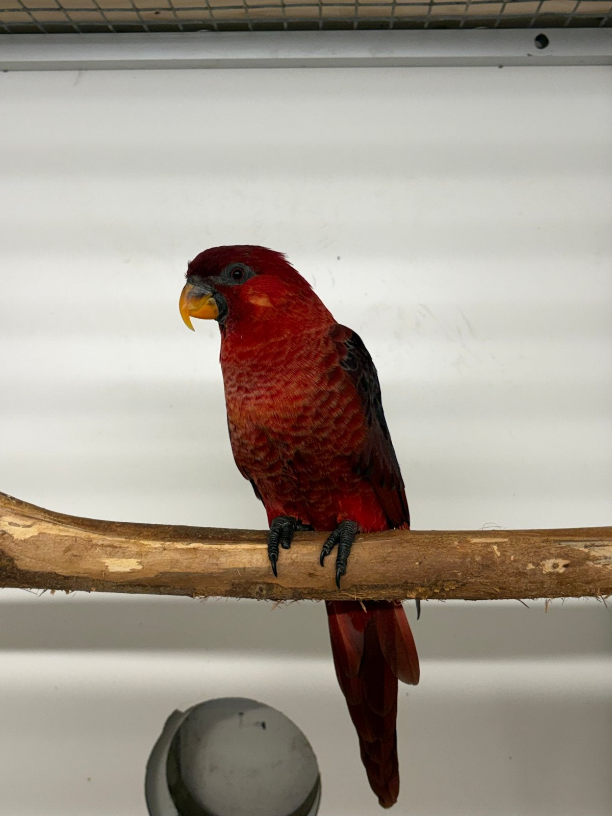 Kardinaal lori, Dieren en Toebehoren, Mannelijk, Geringd