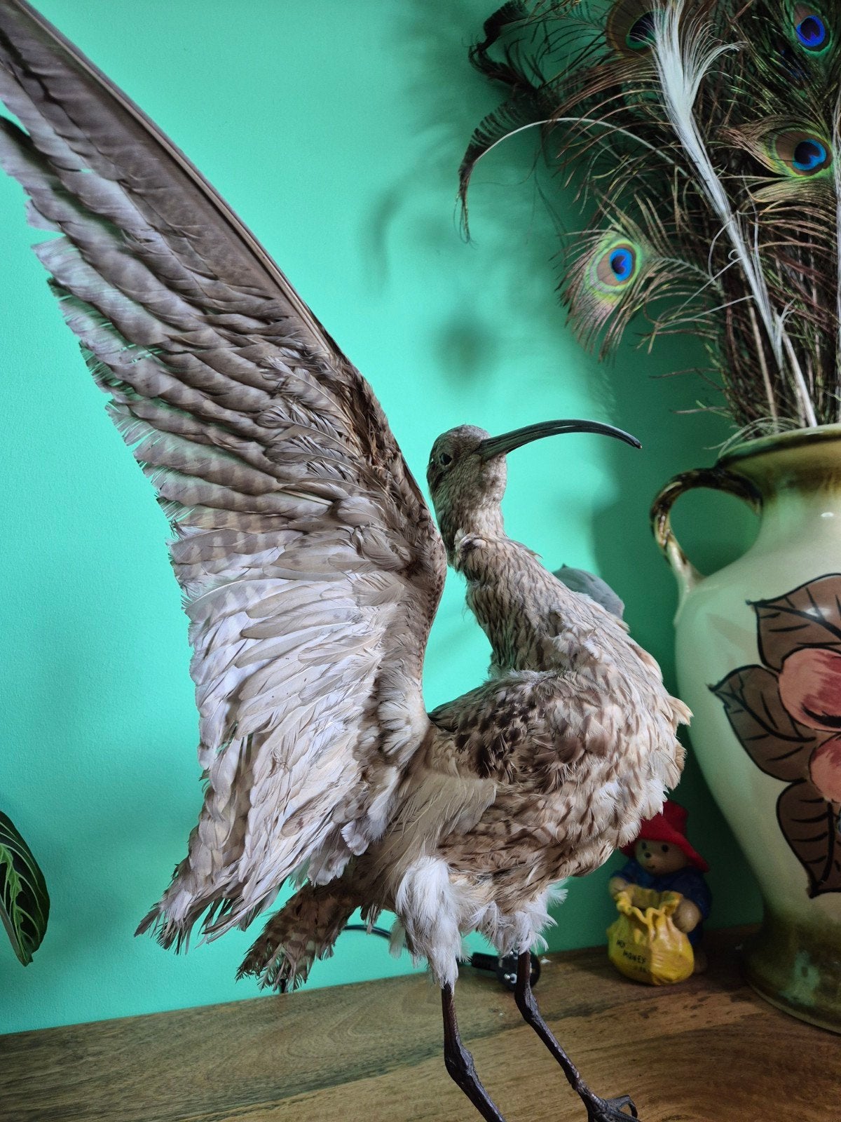 Oude opgezette wulp., Ophalen, Gebruikt, Vogel, Opgezet dier