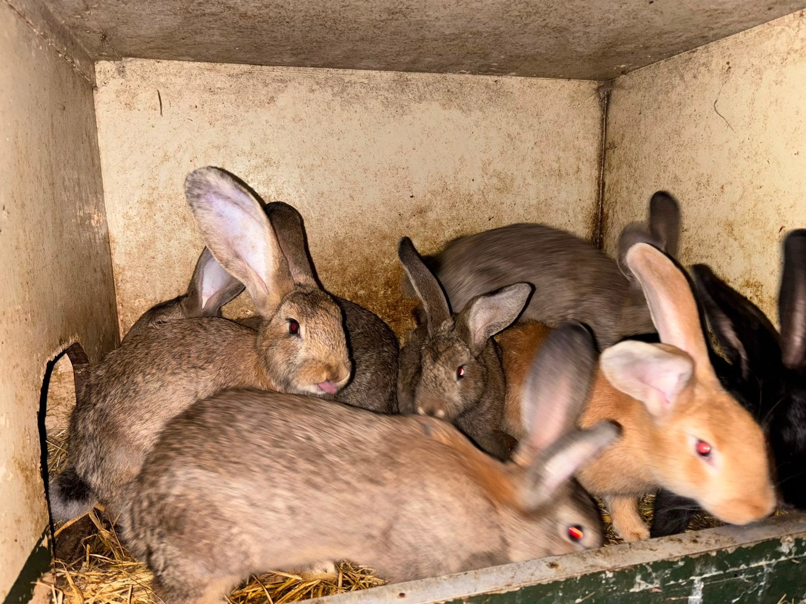 Konijnen, Dieren en Toebehoren, Konijnen, Meerdere dieren