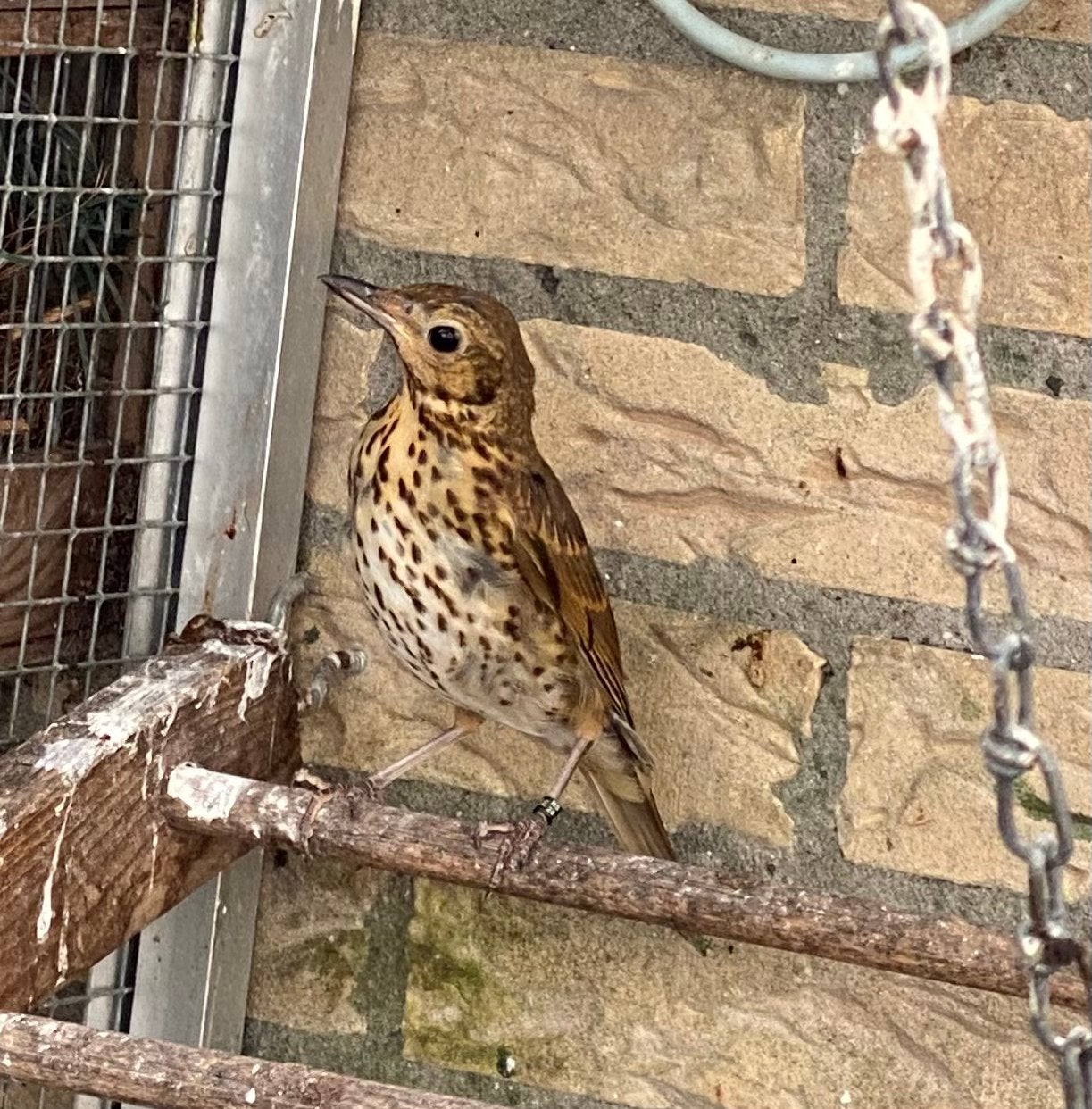 Zanglijster mannen, Dieren en Toebehoren, Mannelijk, Wildzangvogel, Geringd