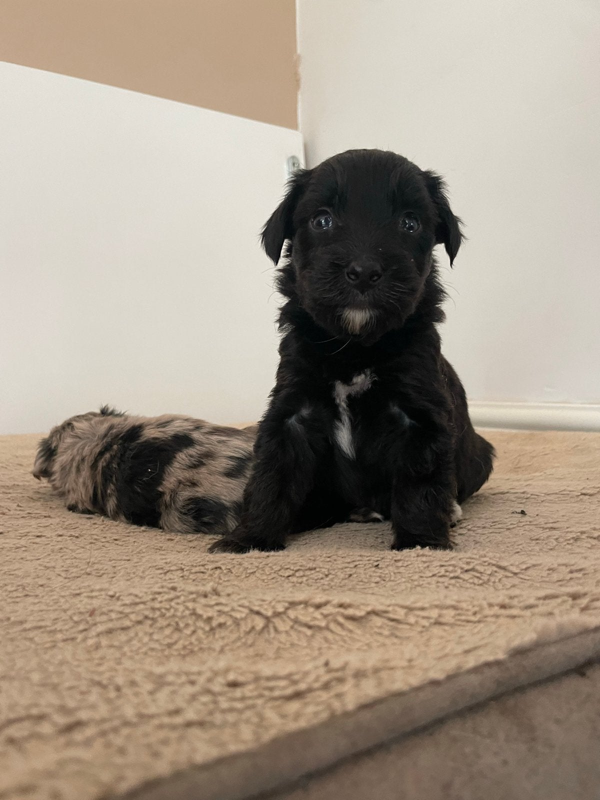 Aussiedoodle pups, Parvo, 8 tot 15 weken, Meerdere, Meerdere dieren