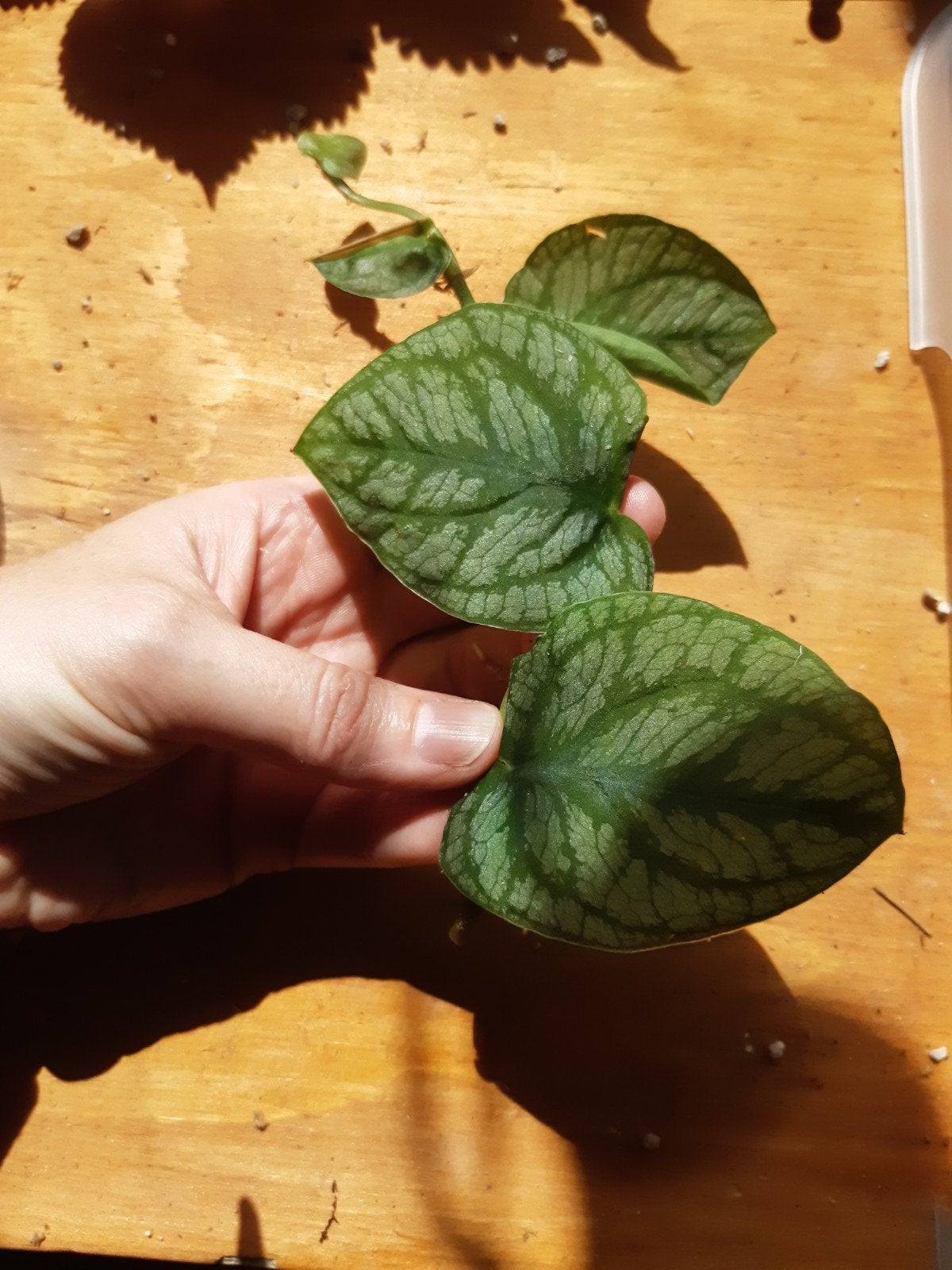 monstera dubia gewortelde kopstek, Ophalen of Verzenden, Minder dan 100 cm, Lente