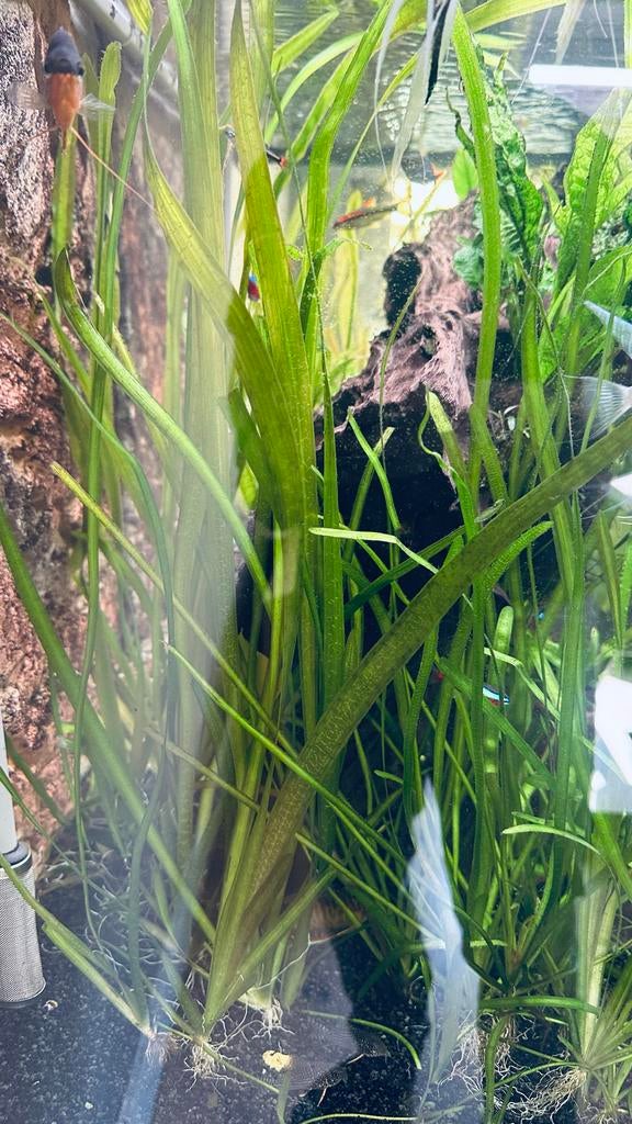 Vallisneria, Dieren en Toebehoren, Vissen | Aquaria en Toebehoren, Plant(en), Steen of Hout, Ophalen