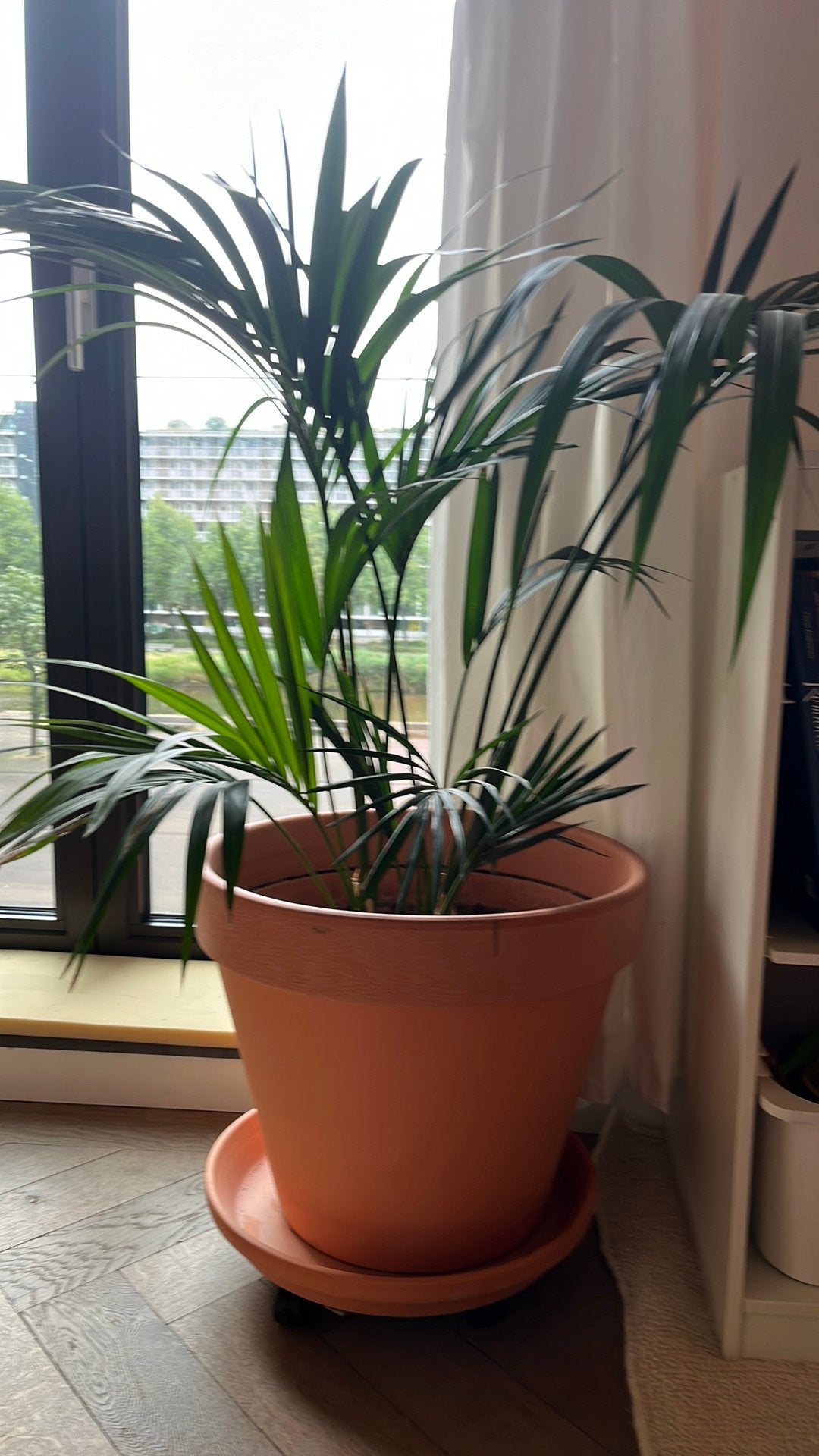 Terracotta bloempot incusief palm, Ophalen, Palm, Halfschaduw, In pot