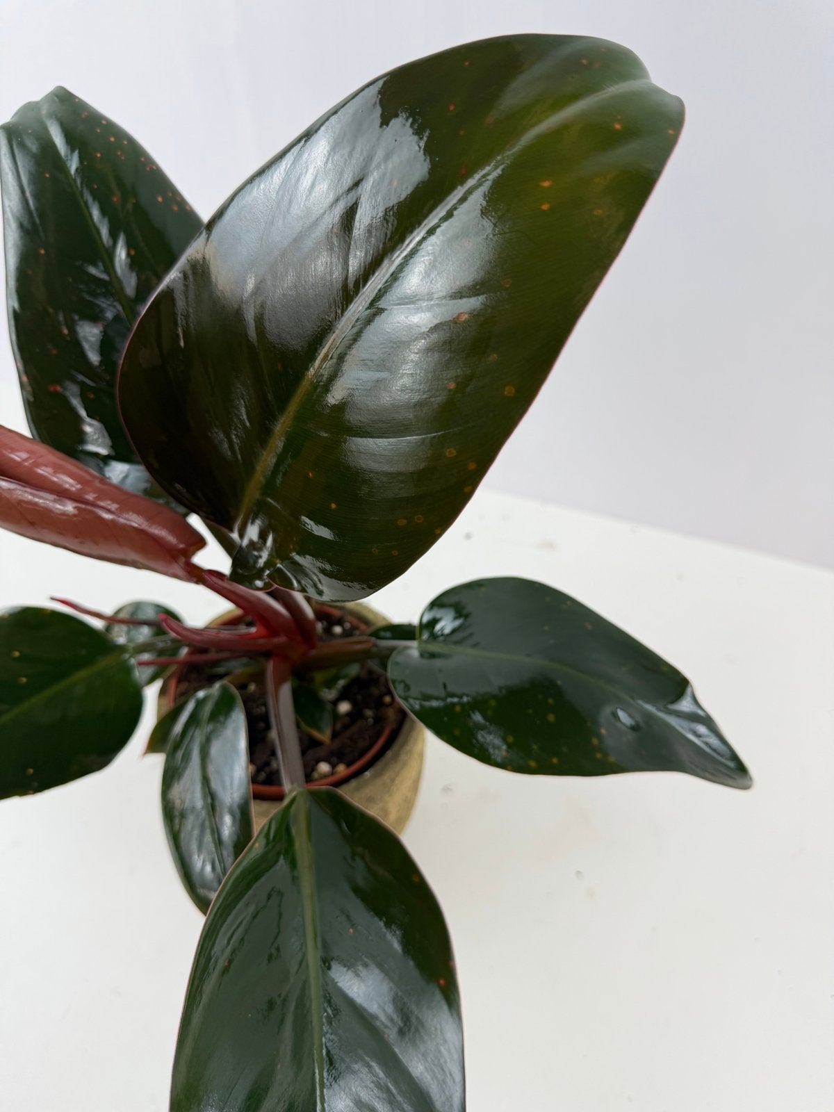 Philodendron Apple Congo p12, Ophalen of Verzenden