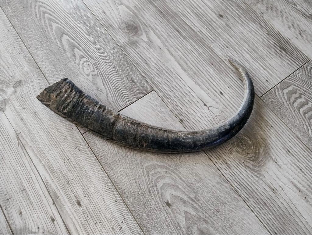 Hoorn, Ophalen, Natuurlijk materiaal, Bruin, Landelijk