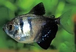 Zwarte tetra vrouw 1 stuk, Dieren en Toebehoren, Vissen | Aquariumvissen, Vis