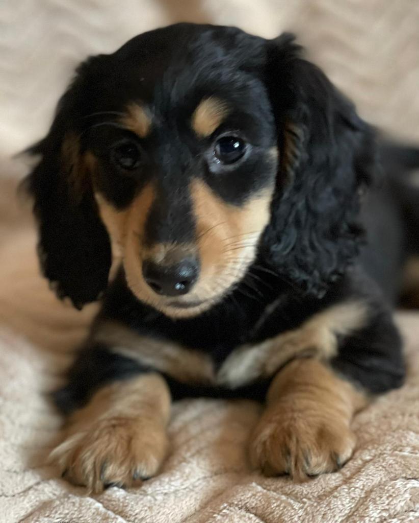 Mooi black and creme teckeltjes, Dieren en Toebehoren, Honden | Teckels en Dashonden, Parvo, 8 tot 15 weken, Dwerg, Langhaar