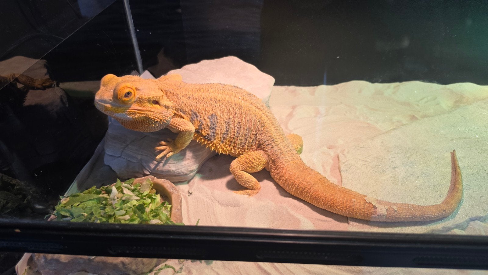 Baardagaam zoekt nieuw huis., Dieren en Toebehoren, Reptielen en Amfibieën, Hagedis, 0 tot 2 jaar