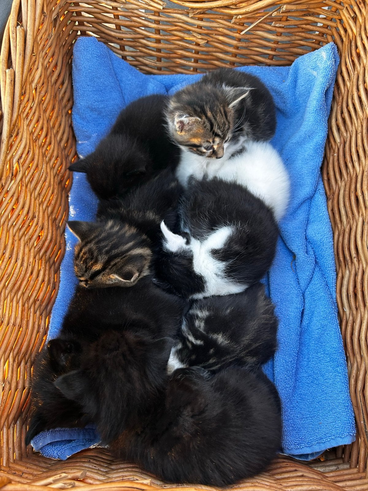 Lieve kittens te koop (katers), Dieren en Toebehoren, Katten en Kittens | Overige Katten, Kater, Kortharig, 0 tot 2 jaar