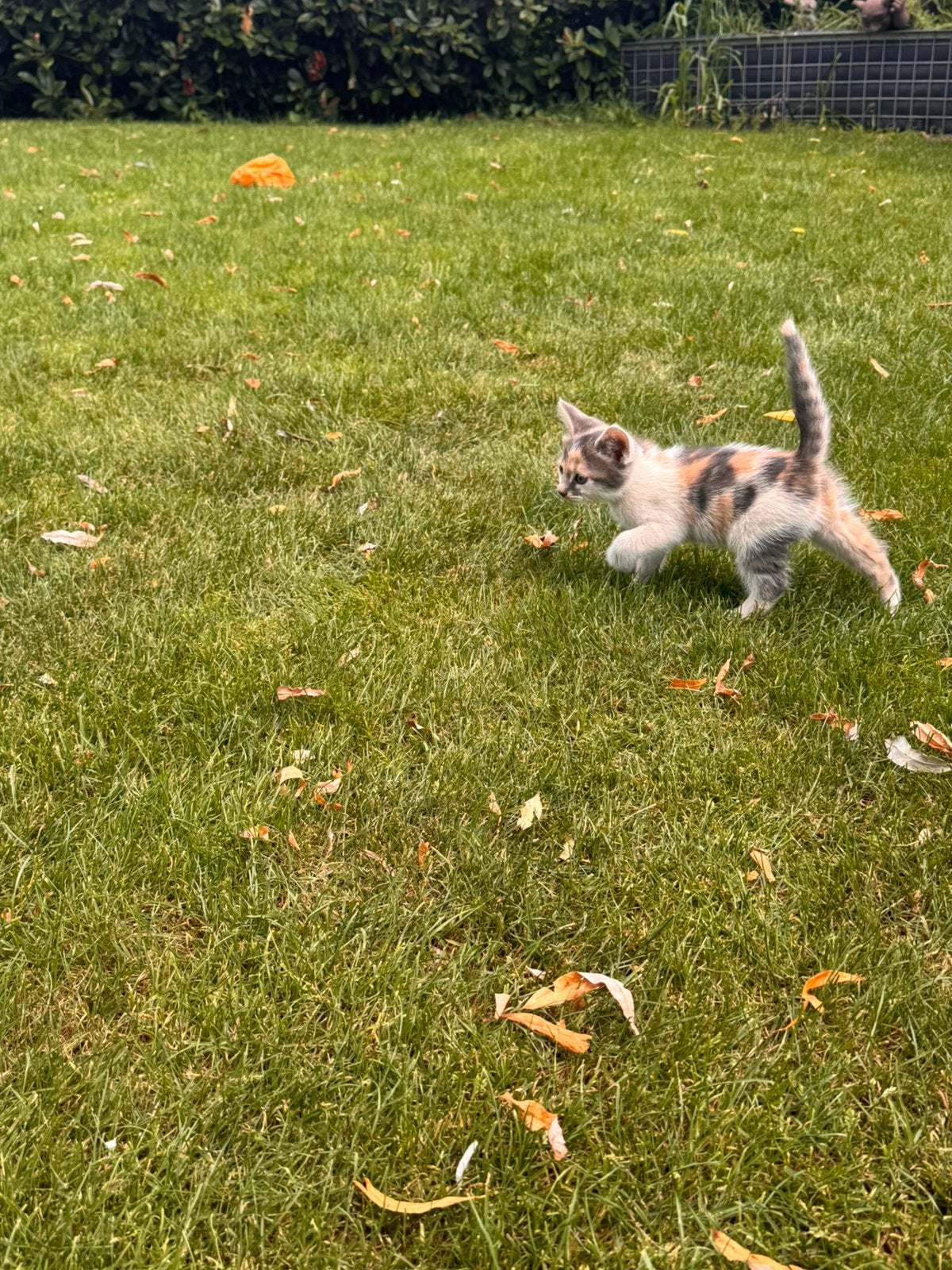 Kittens, Dieren en Toebehoren, Katten en Kittens | Raskatten | Korthaar, Meerdere dieren