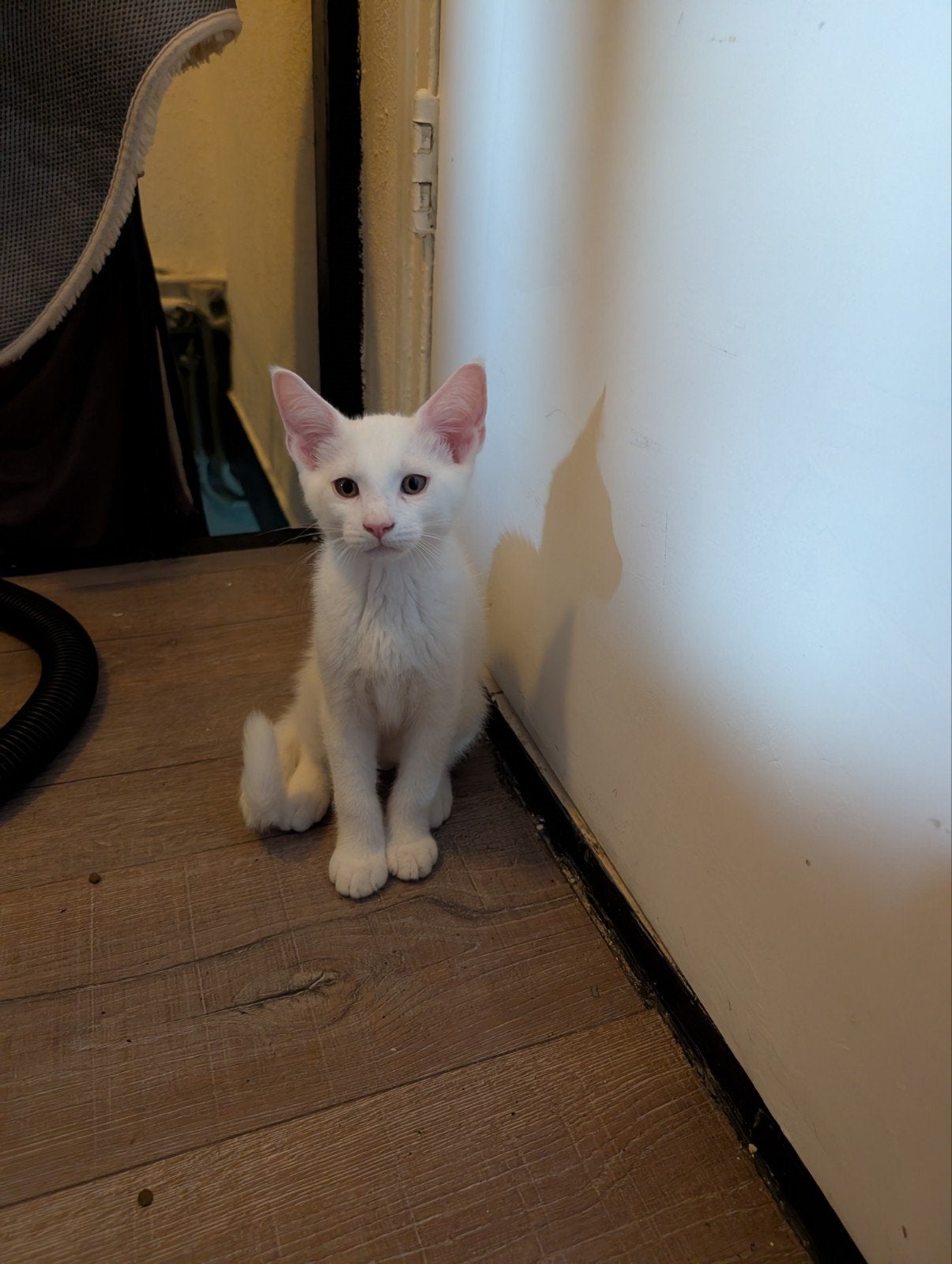 x maincoon kittens