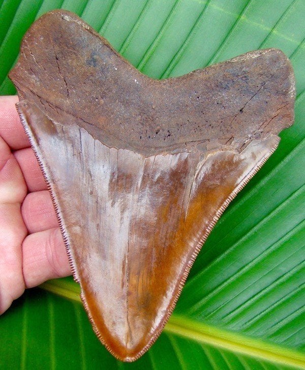 Zeldzame Megalodon haaientand, Meherrin River, Ophalen of Verzenden, Fossiel