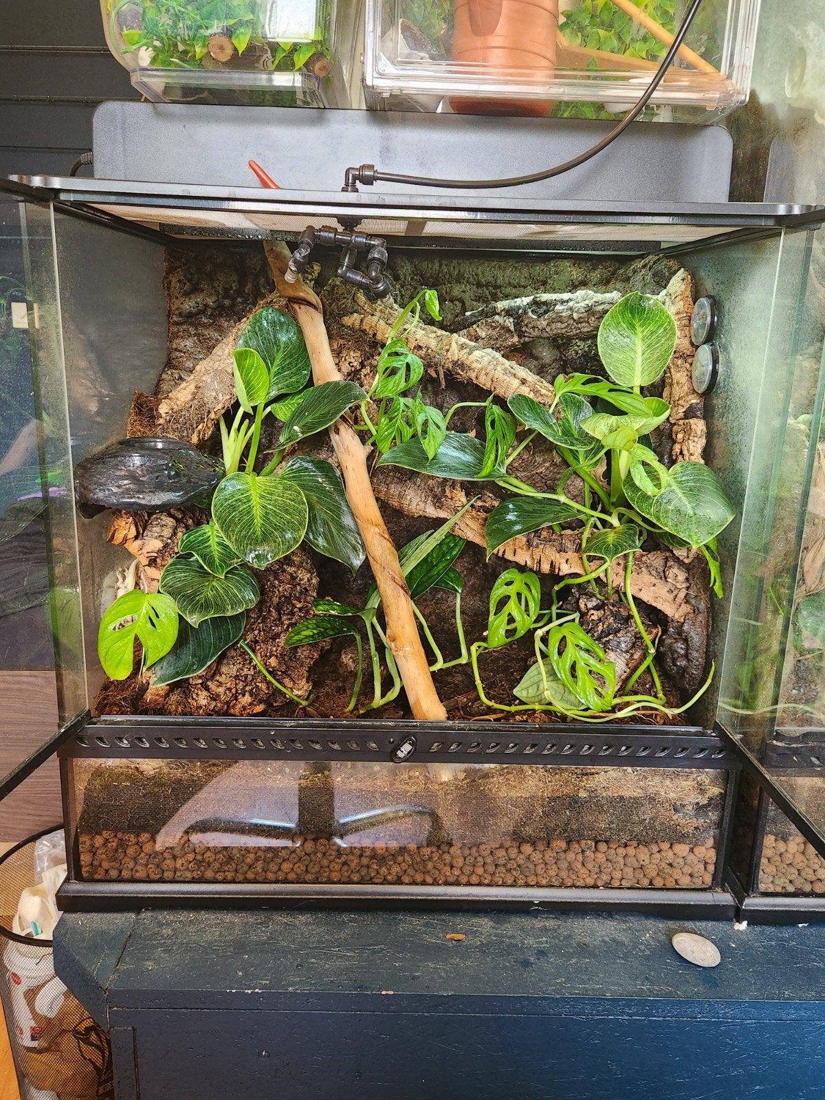diverse terrarium en wimpergekko, Hagedis, 0 tot 2 jaar