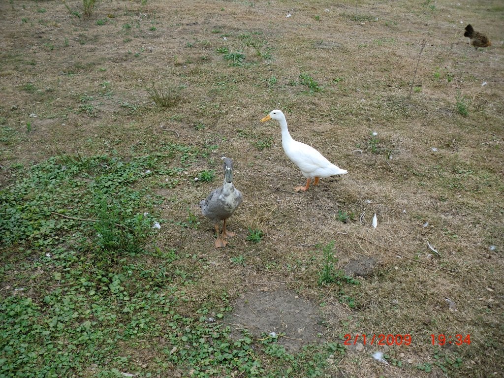 loopeenden   2 stuks, Dieren en Toebehoren, Meerdere dieren, Eend