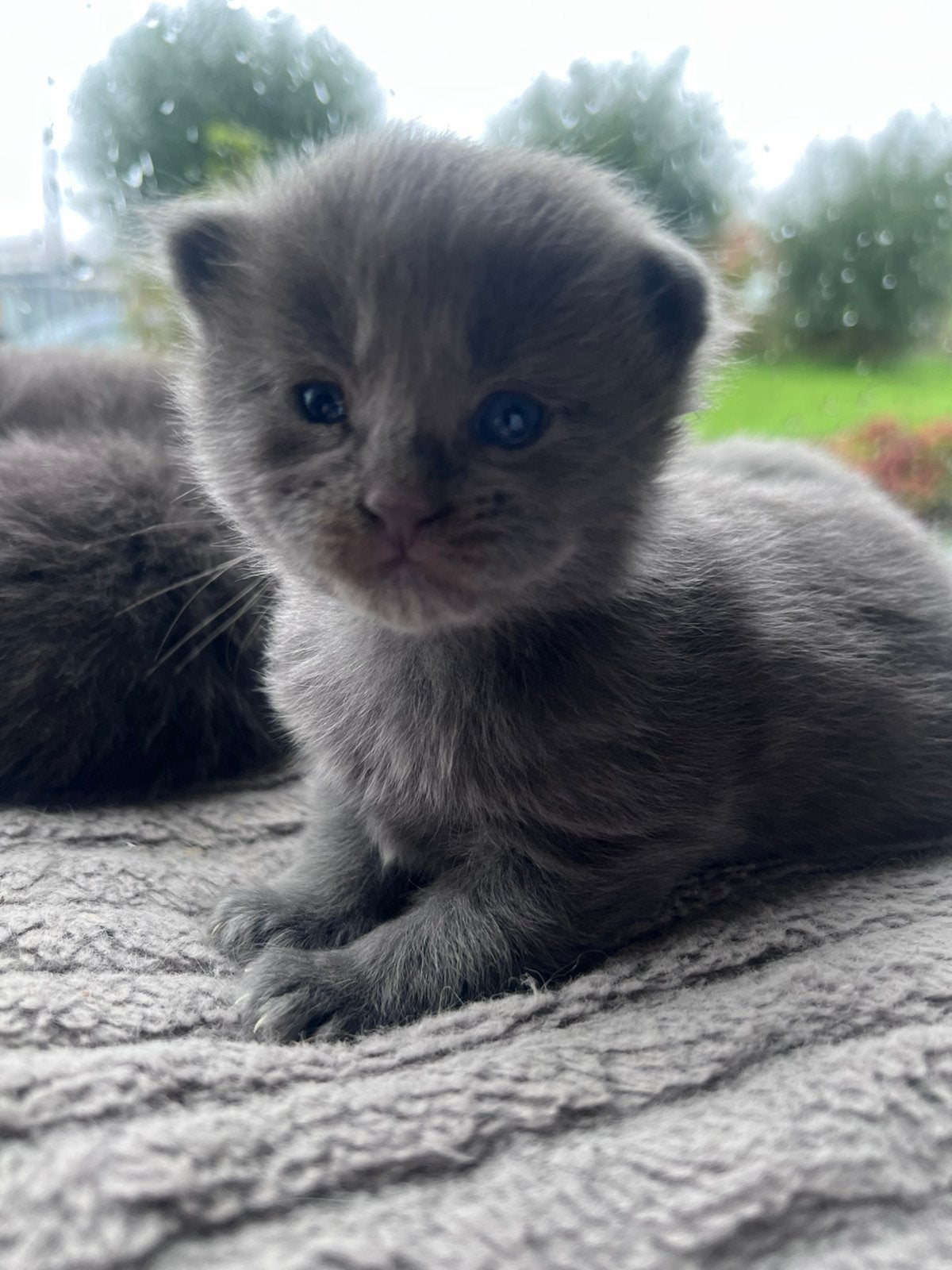 Maine coon kittens, Dieren en Toebehoren, Meerdere dieren, Ontwormd, 0 tot 2 jaar