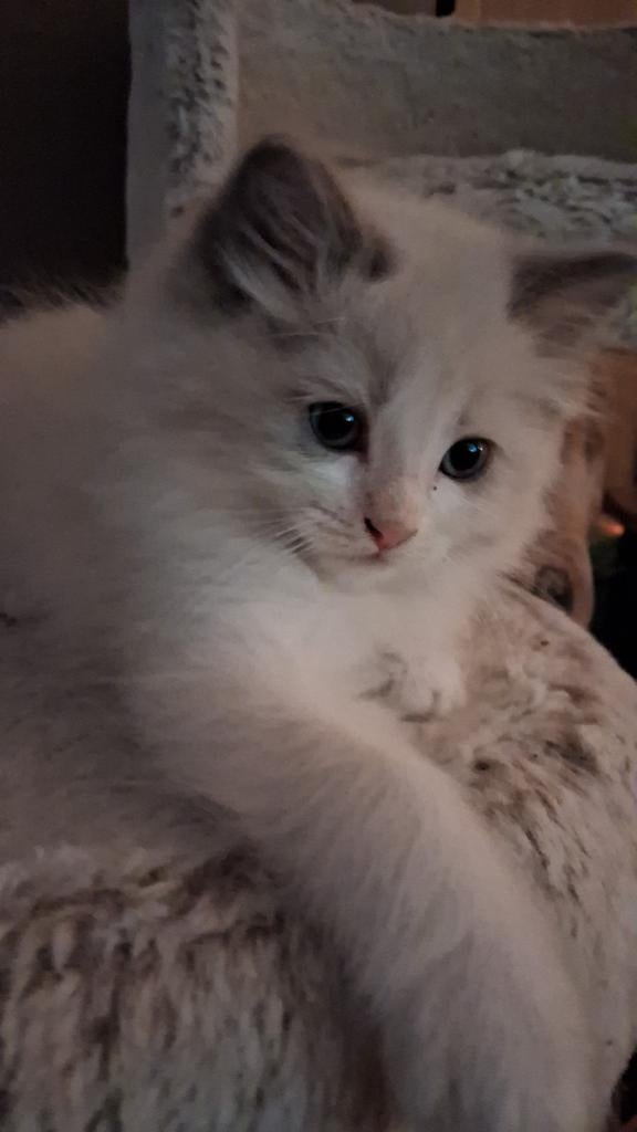 Ragdoll kittens, Dieren en Toebehoren, Meerdere dieren, Gechipt, 0 tot 2 jaar