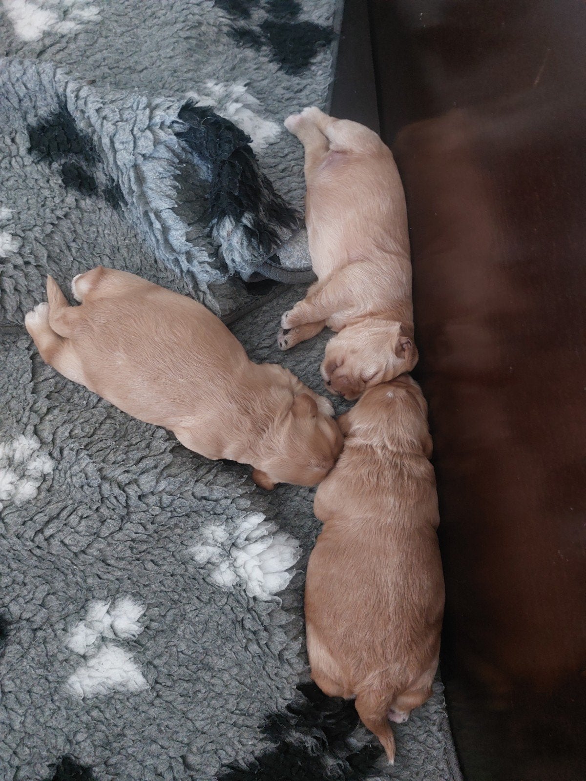 labradoodle x cockapoo pups, Overige rassen, 8 tot 15 weken, Parvo, Meerdere