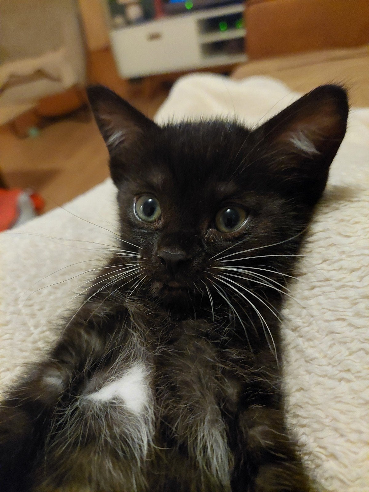 kitten 9 weken poesje, Poes