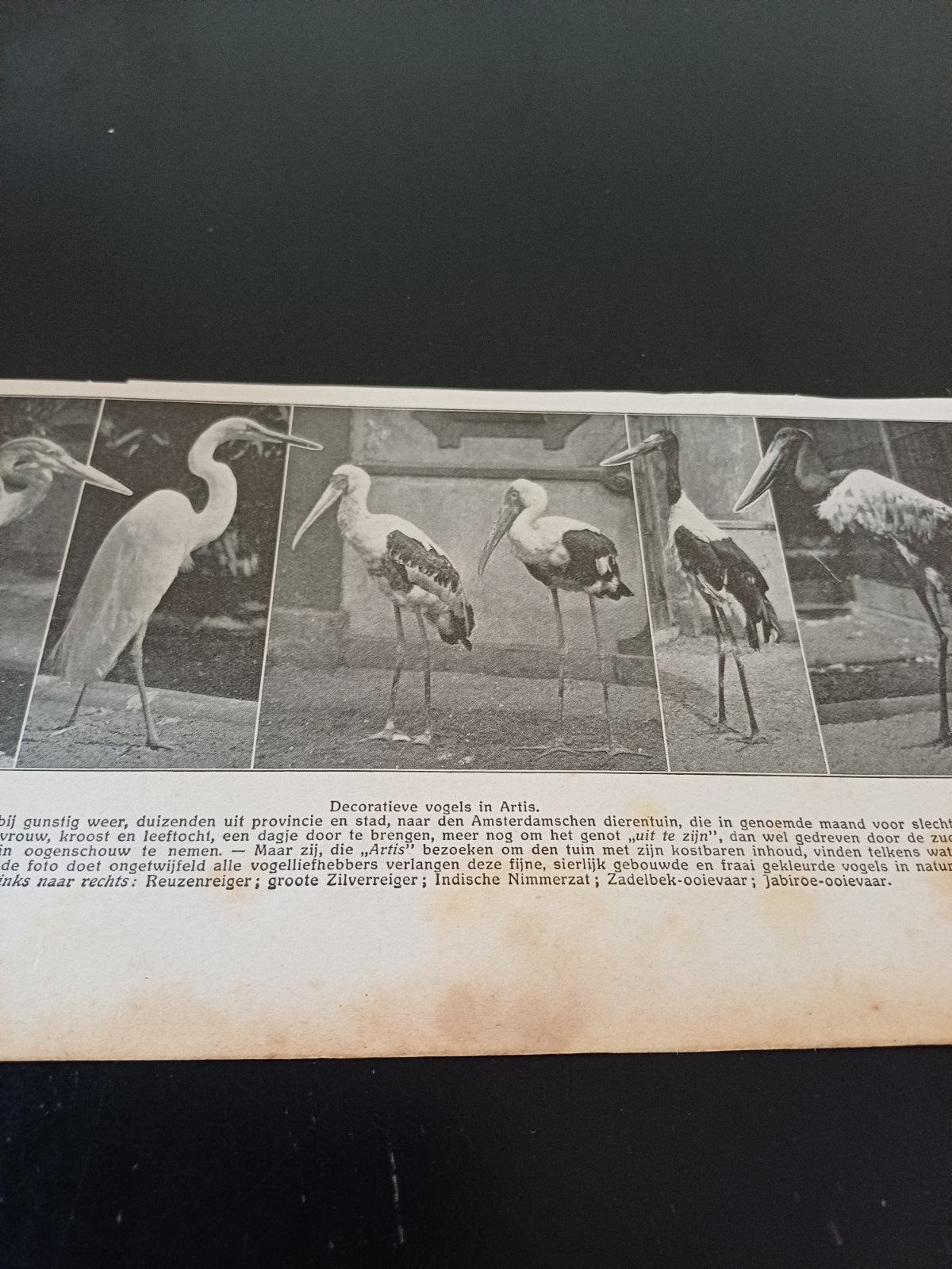 knipsel vogels dierentuin Artis Amsterdam 1915, Ophalen of Verzenden, Gebruikt, Beeldje of Figuurtje