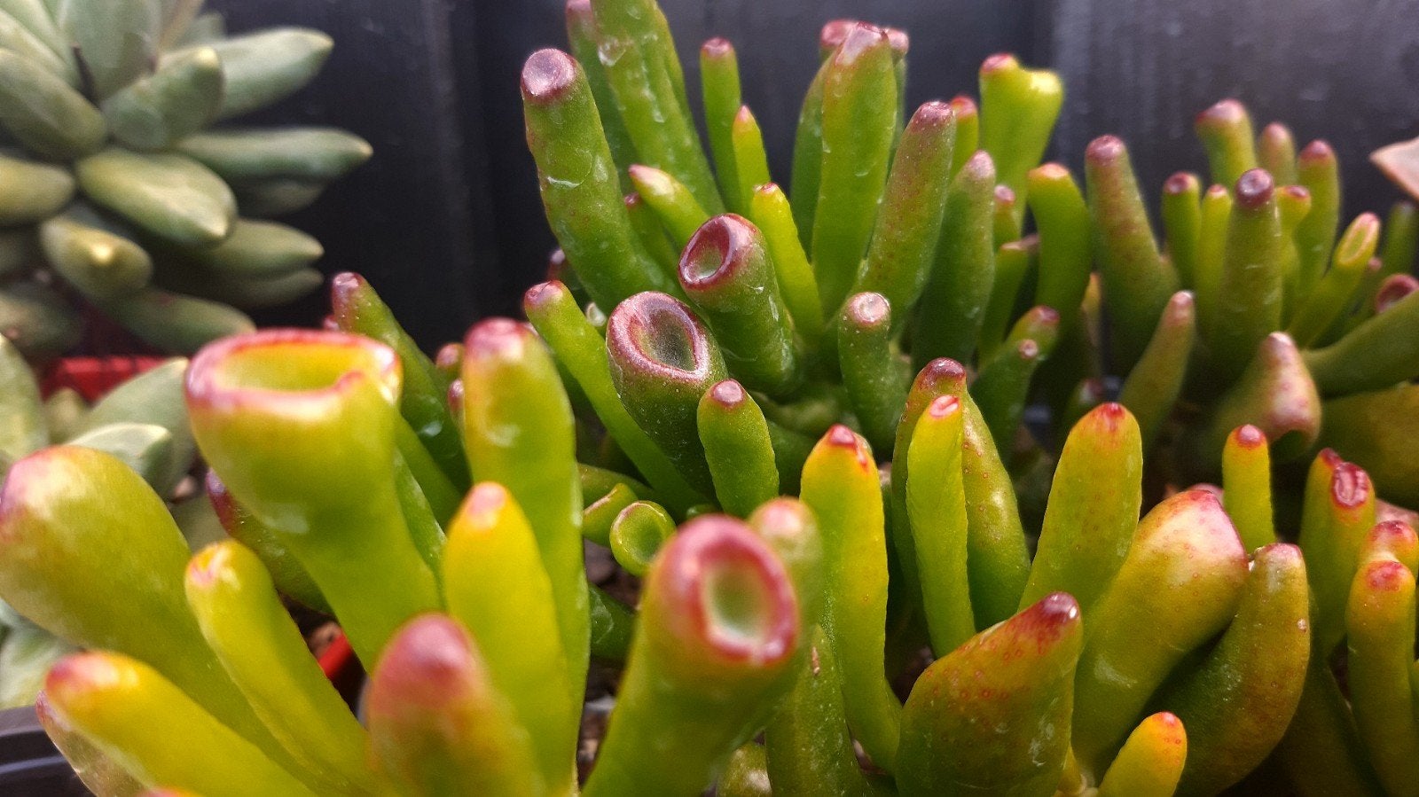 Crassula Ovata Gollum Jade(vetplant,succulent), Huis en Inrichting, Kamerplanten, Ophalen of Verzenden, Halfschaduw, Minder dan 100 cm