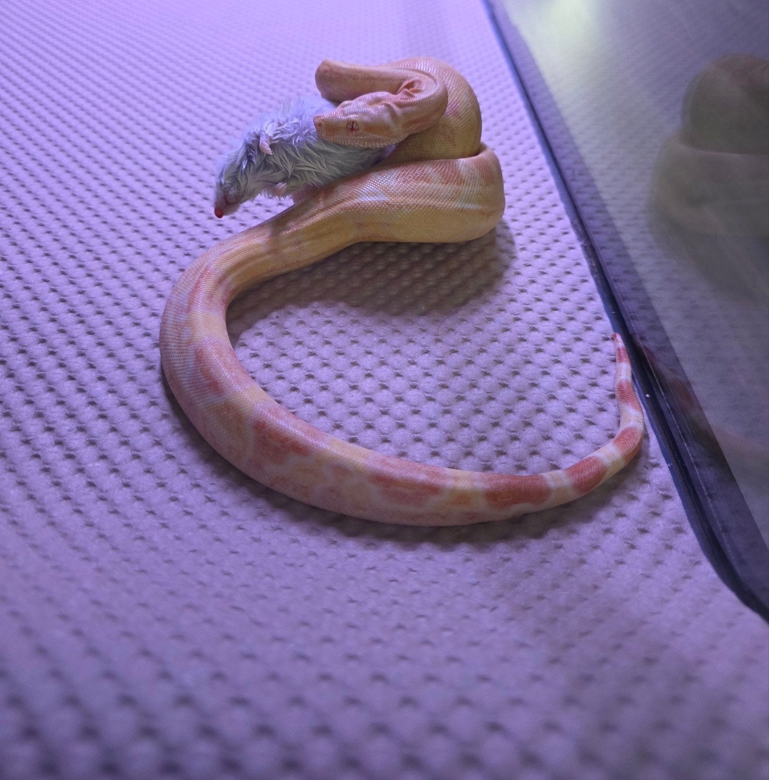 1.0 BCI Albino Kahl line 66%DH Blood/Anery, Dieren en Toebehoren, Reptielen en Amfibieën, Slang, 0 tot 2 jaar