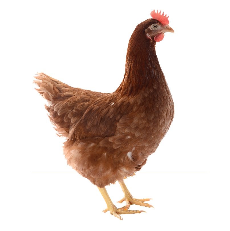 Jonge legkippen te koop, Vrouwelijk, Kip