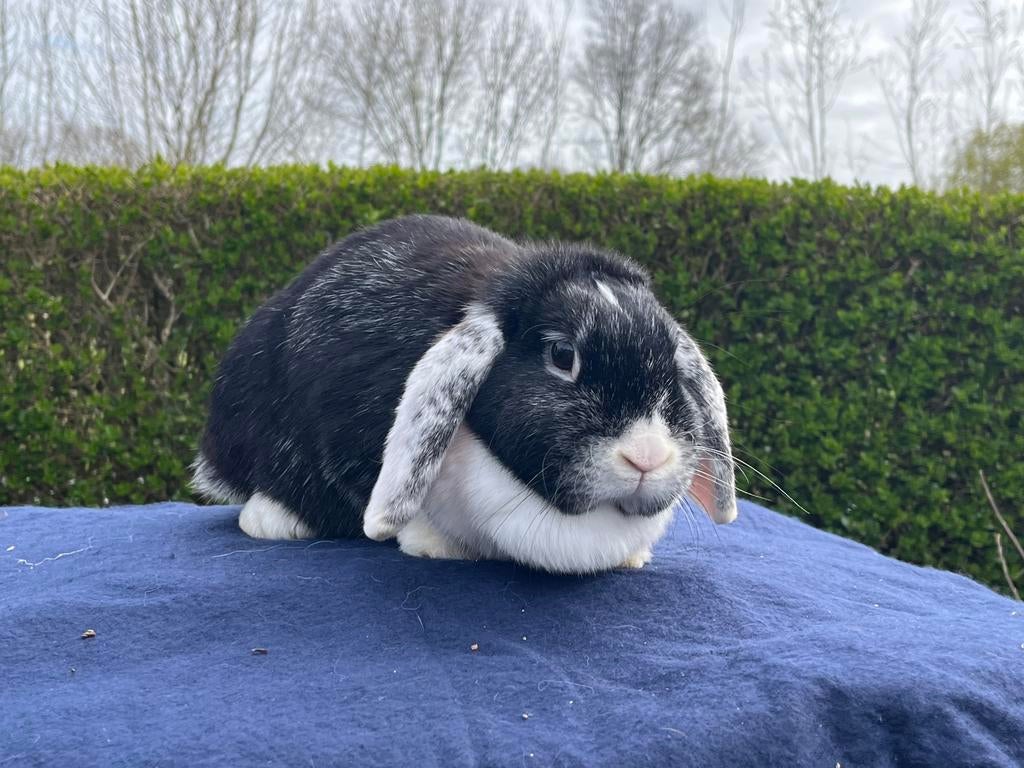 Knappe dame zoekt goed huisje, Dieren en Toebehoren, Konijnen, Vrouwelijk, Klein, Hangoor, 0 tot 2 jaar