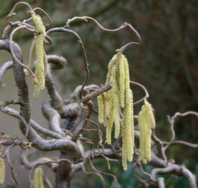 Kronkelhazelaar in pot - Corylus avellana 'Contorta' OP = OP, Winter, Overige soorten, 100 tot 250 cm, Ophalen