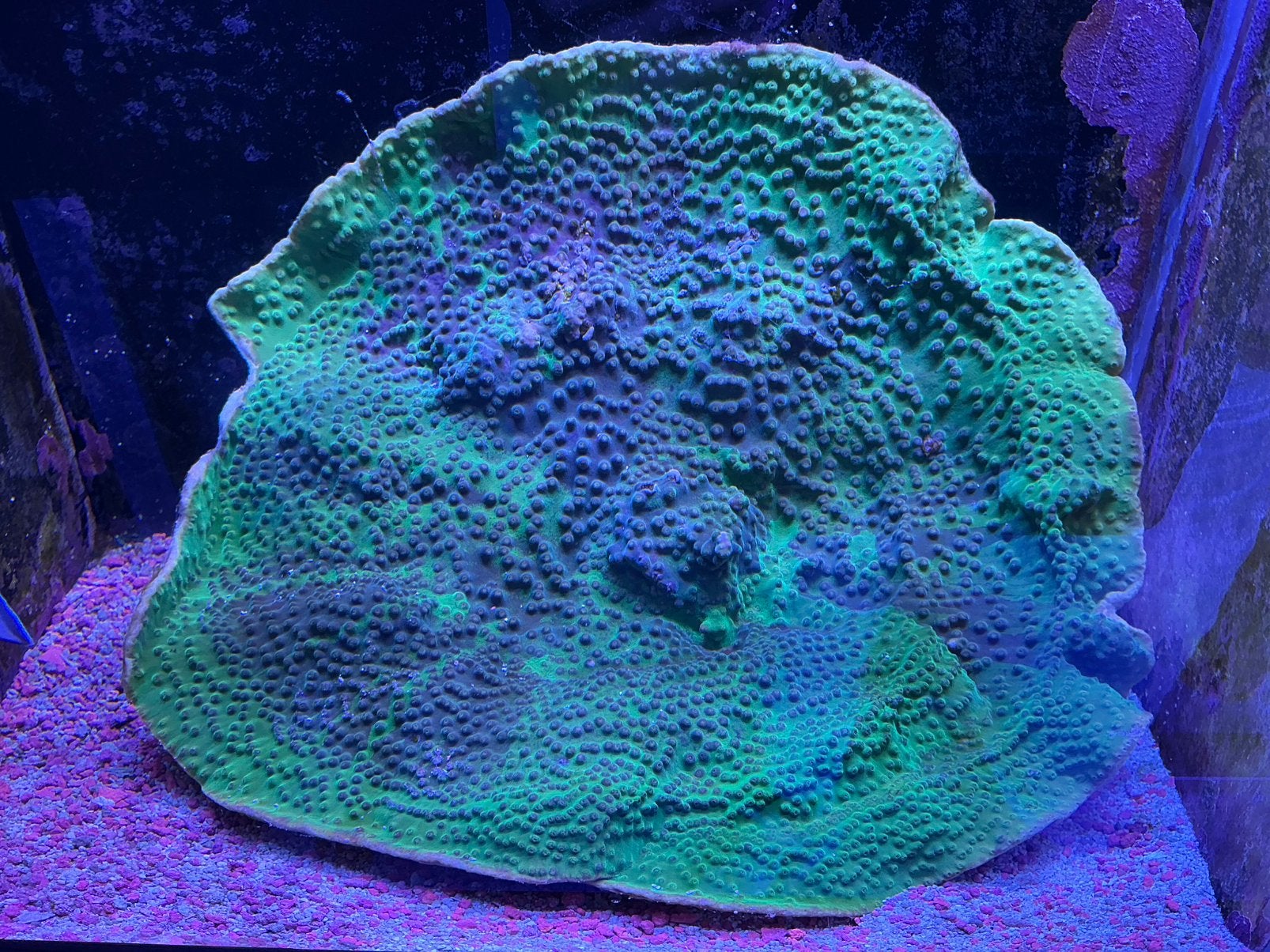 Xxl turbinaria, Dieren en Toebehoren, Vissen | Aquariumvissen, Overige typen