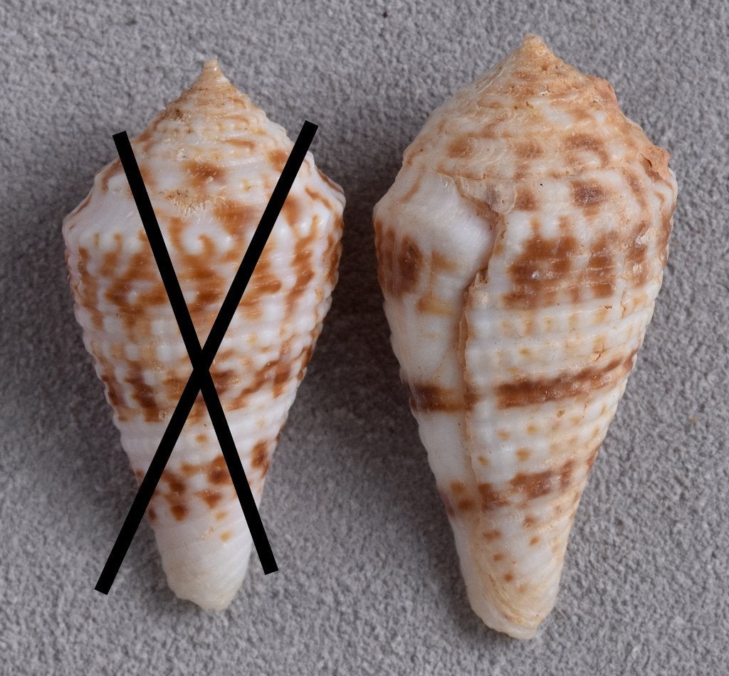 Schelpen: Conus eucoronatus 30,9-34mm, Zuid-Afrika, Zeldzaam, Ophalen of Verzenden, Schelp(en)