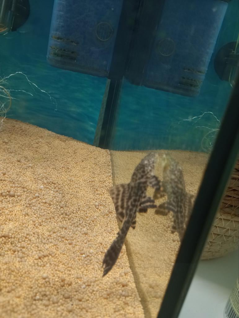 Gratis algeneter, Dieren en Toebehoren, Vissen | Aquariumvissen, Vis