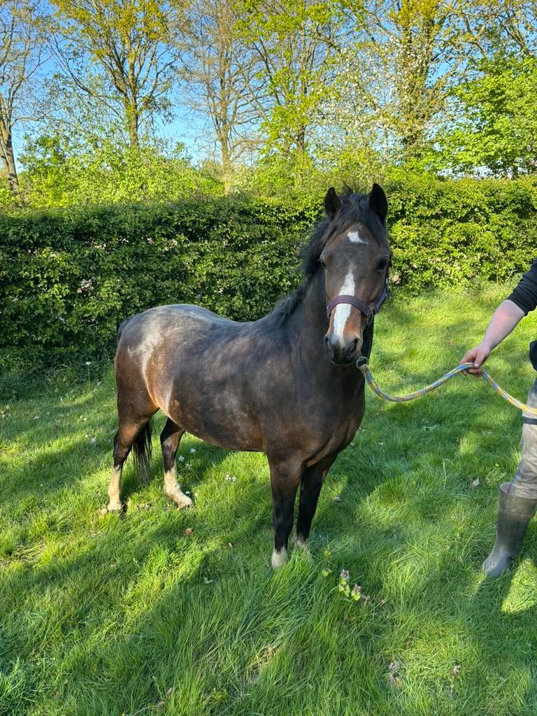Leuke gezelschapspony te koop, B pony (1.17m tot 1.27m), Onbeleerd, 11 jaar of ouder, Merrie