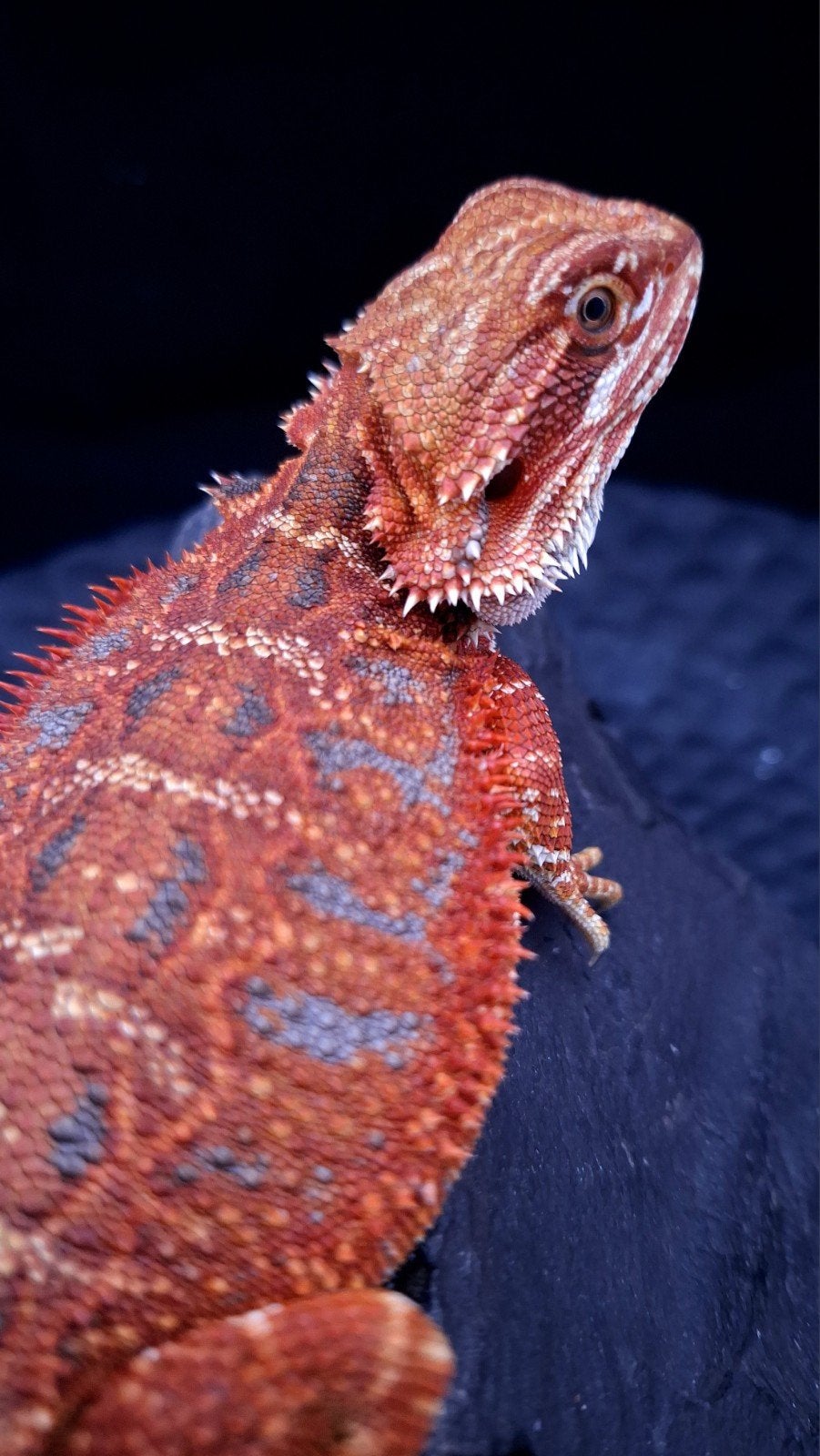50% Red Monster Extreme Blue Tiger Baardagaam Vrouw, Dieren en Toebehoren, Hagedis, 0 tot 2 jaar