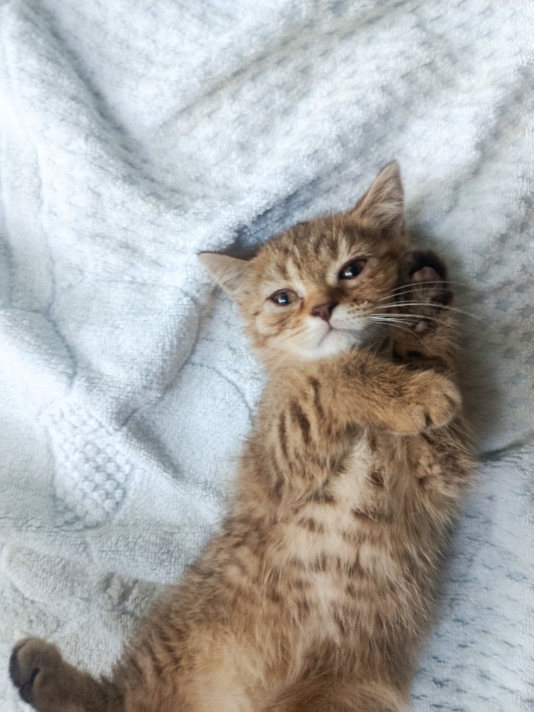 100% Britse korthaar kittens (diverse kleuren) :D, Meerdere dieren, Ontwormd