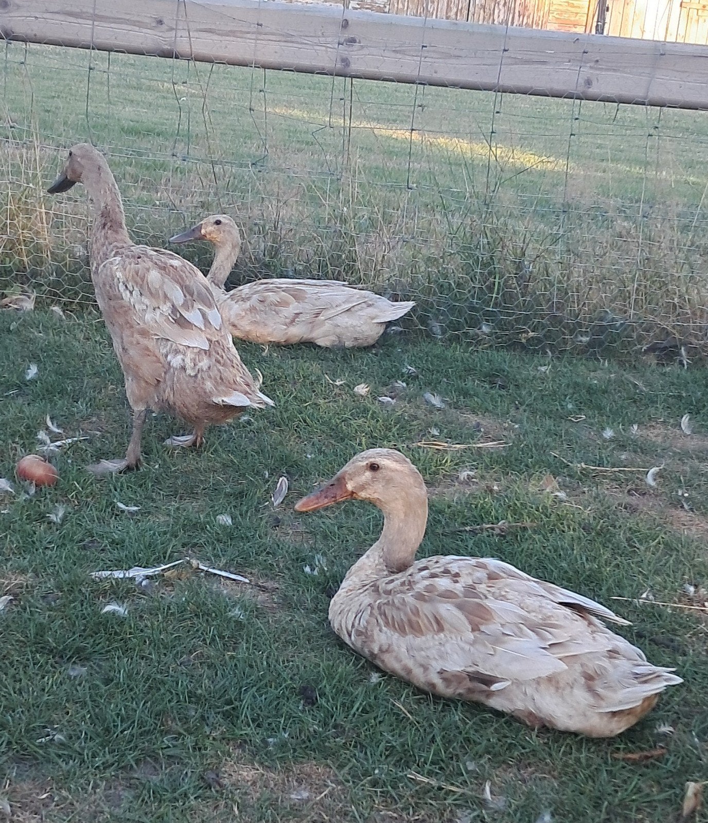 koppel Indische loopeenden (1jaar oud), Meerdere dieren, Eend