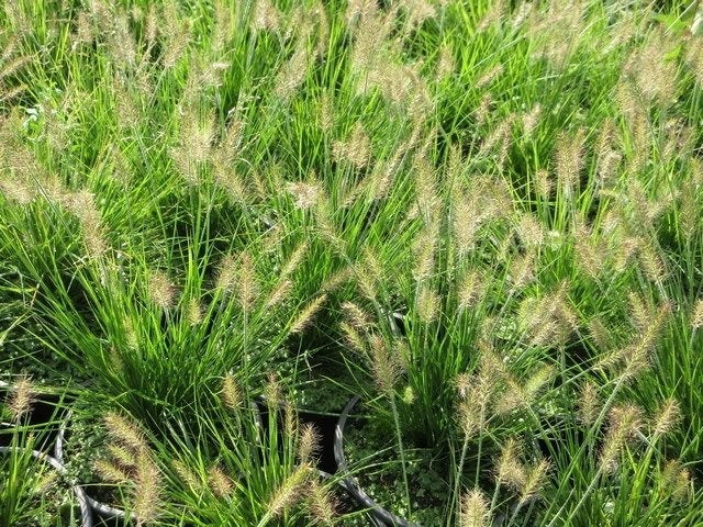Pennisetum alopecuroides 'Little Bunny' (Lampepoetsersgras), Ophalen, Vaste plant, Siergrassen, Halfschaduw