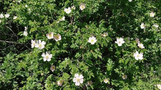 Wilde rozenstruik met witte bloemen - gratis, Tuin en Terras, Ophalen, Overige soorten, Halfschaduw