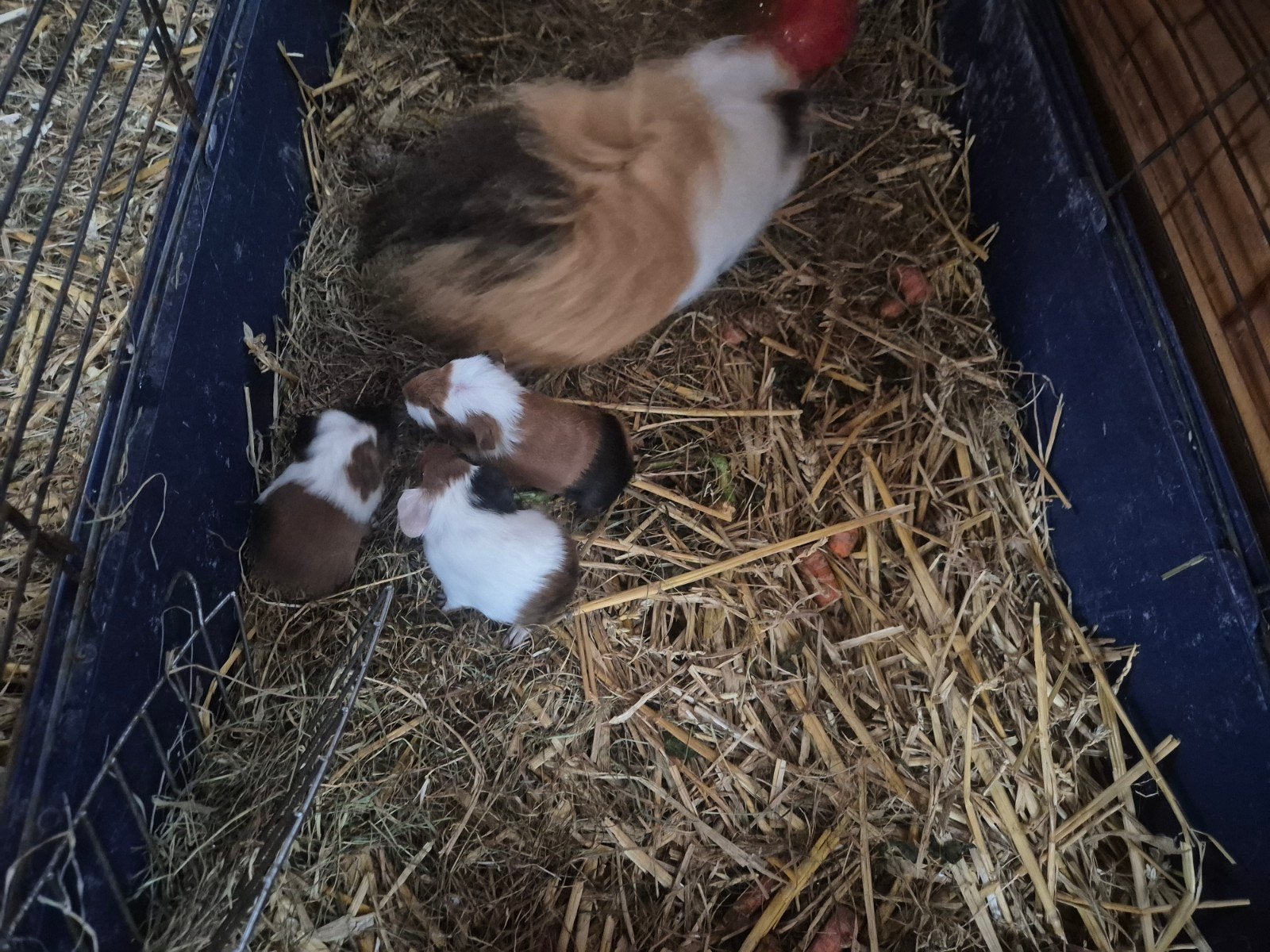 jonge cavia's, Dieren en Toebehoren, Cavia, Meerdere dieren, Tam, September