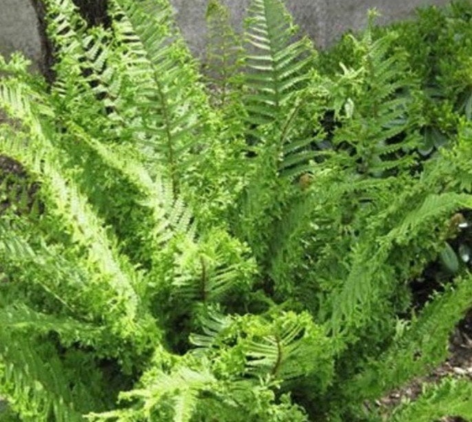 De Koning Varen in 9 cm pot - Prachtige Vaste Plant, Vaste plant, Varens, Ophalen of Verzenden, Bloeit niet