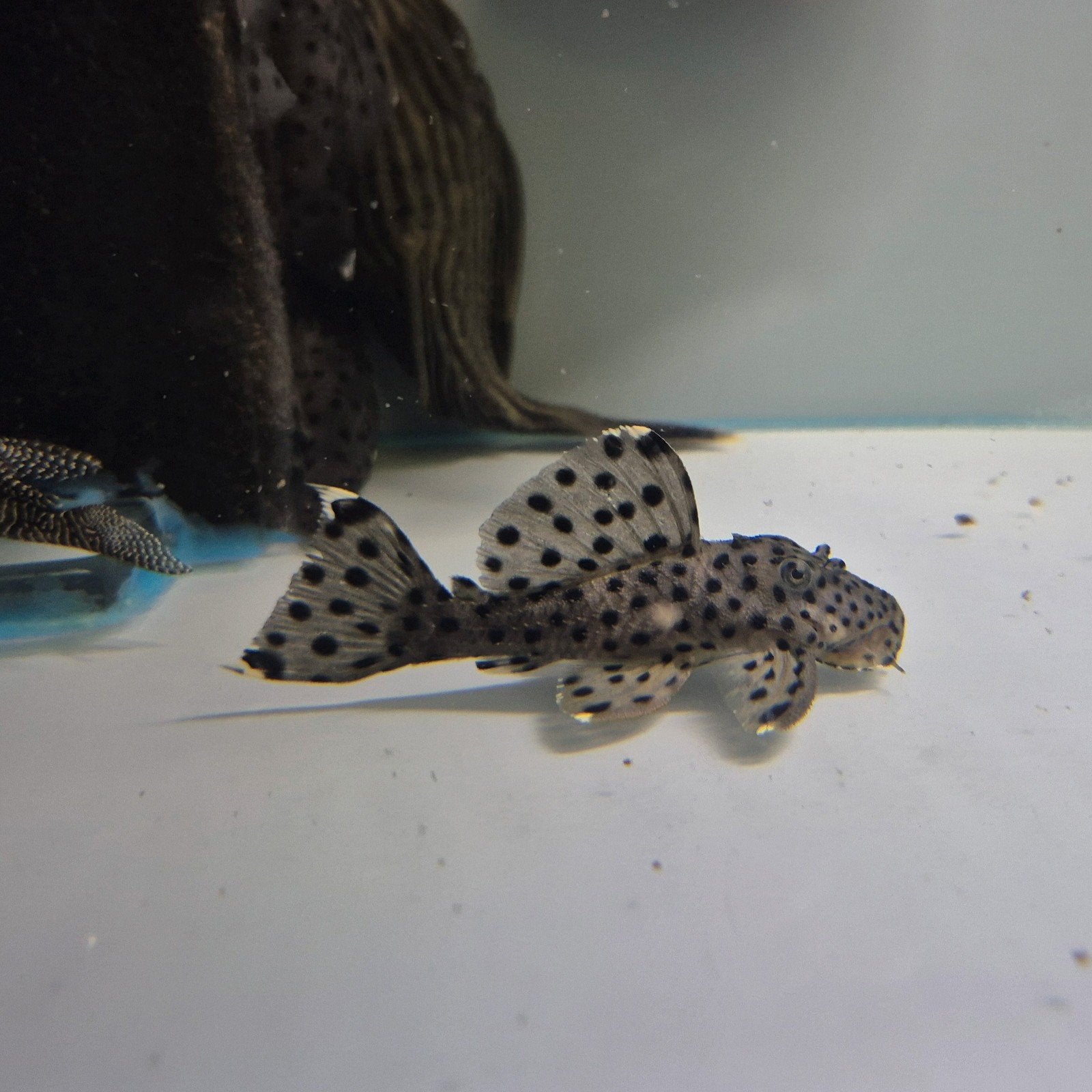 wildvang l264 sultan pleco, Dieren en Toebehoren, Vis, Zoetwatervis