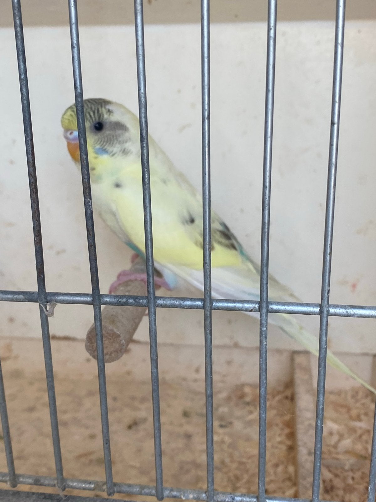 Jongen grasparkiet, Dieren en Toebehoren, Vogels | Parkieten en Papegaaien, Geslacht onbekend, Parkiet