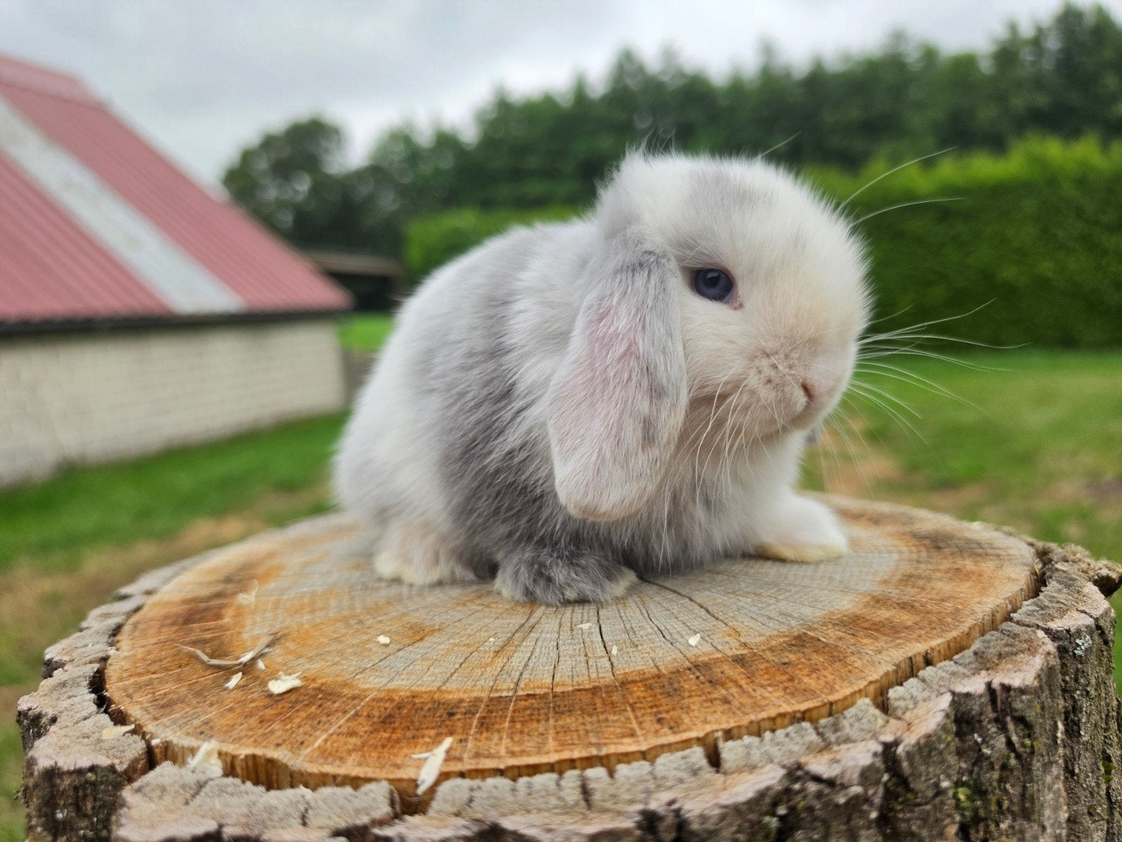Prachtige minilop konijntjes, Dieren en Toebehoren, Konijnen, Meerdere dieren, Dwerg, Hangoor, 0 tot 2 jaar