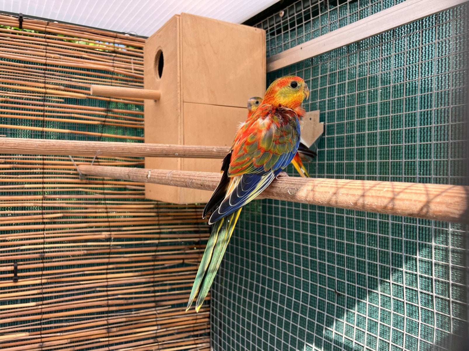 Turquoisine opaline roodbuik, Dieren en Toebehoren, Vogels | Parkieten en Papegaaien, Meerdere dieren, Parkiet