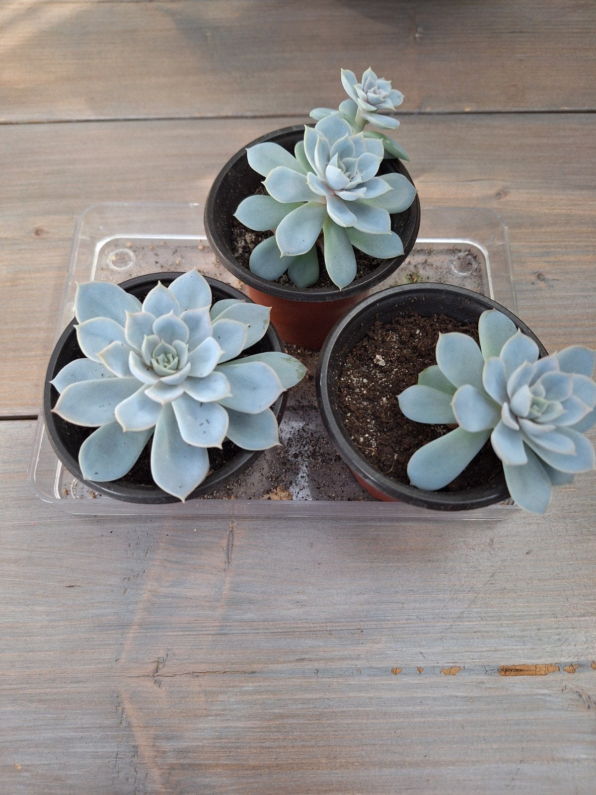 Echevira lilacina plantjes/vetplant, Huis en Inrichting, Ophalen of Verzenden, Halfschaduw, Minder dan 100 cm
