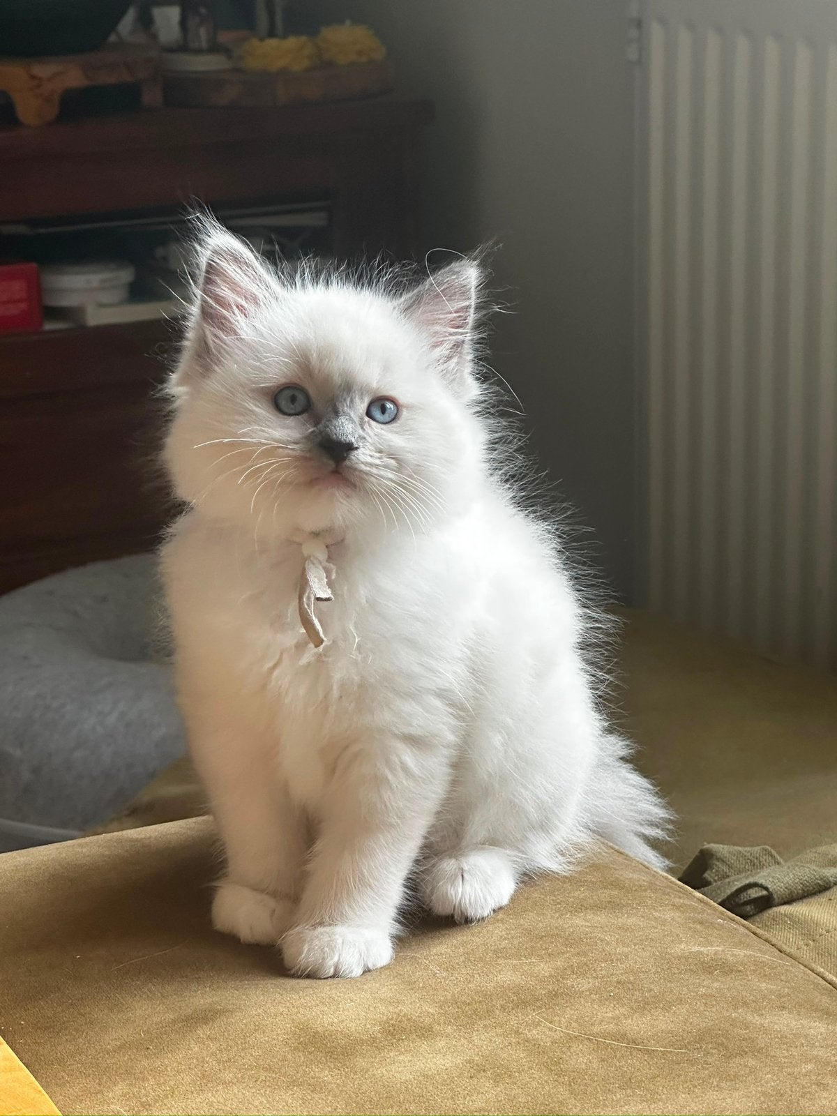 Prachtige Ragdoll kittens met stamboom., Dieren en Toebehoren, Poes, Met stamboom, 0 tot 2 jaar